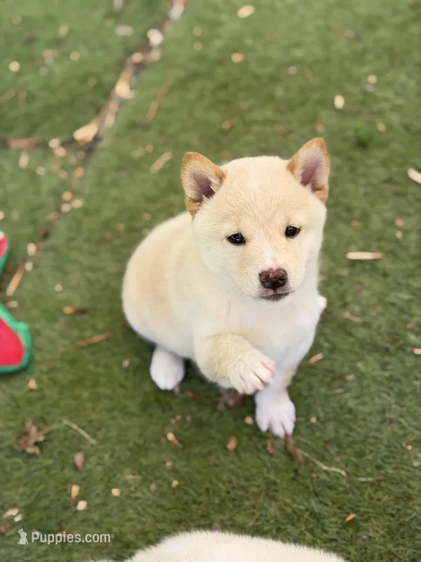 Foxy’s cream female  – Shiba Inu puppy for sale in Durham, NC