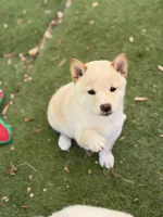 Foxy’s cream female , a female Shiba Inu for sale in Durham, NC – 1 of 10