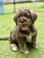 Trained Thalia, a female Schnoodle for sale in Durham, NC – 2 of 4