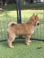AKC petite red male, a male Shiba Inu for sale in Durham, NC – 5 of 9