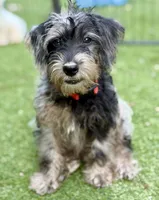 Trained Luke, a male Schnoodle for sale in Durham, NC – 3 of 5