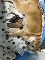 Foxy’s cream female , a female Shiba Inu for sale in Durham, NC – 9 of 10