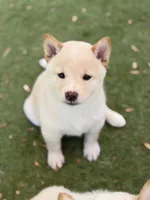 Foxy’s cream female , a female Shiba Inu for sale in Durham, NC – 4 of 10