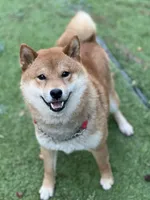 Katsumi’s black/tan male, a male Shiba Inu for sale in Durham, NC – 10 of 10