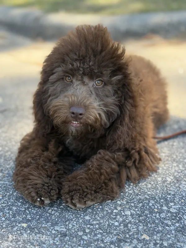 Trained Grover – Cockapoo puppy for sale in Durham, NC