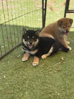 Katsumi’s black/tan male, a male Shiba Inu for sale in Durham, NC – 2 of 10