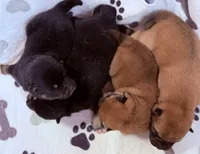 Katsumi’s black/tan male, a male Shiba Inu for sale in Durham, NC – 3 of 10