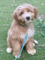 Trained Apollo, a male Miniature Aussiedoodle for sale in Durham, NC – 3 of 4