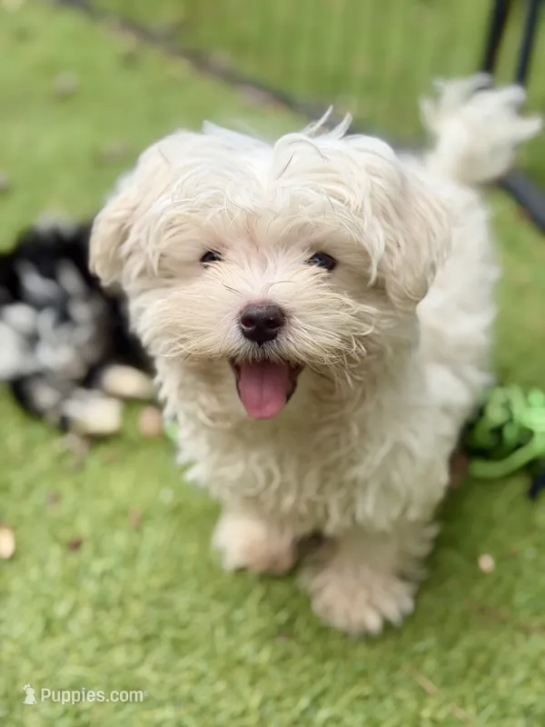 Trained Hermes – Maltese puppy for sale in Durham, NC