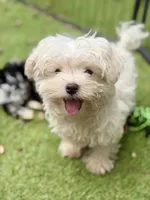 Trained Hermes, a male Maltese for sale in Durham, NC – 1 of 3