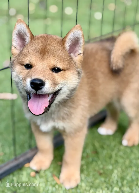 AKC petite red male – Shiba Inu puppy for sale in Durham, NC