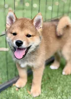 AKC petite red male, a male Shiba Inu for sale in Durham, NC – 1 of 9