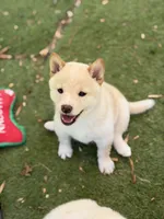 Foxy’s cream female , a female Shiba Inu for sale in Durham, NC – 7 of 10