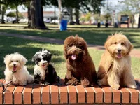 Trained Hermes, a male Maltese for sale in Durham, NC – 6 of 6