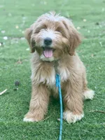 Trained Apollo, a male Miniature Aussiedoodle for sale in Durham, NC – 2 of 4