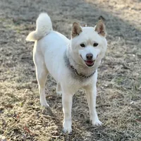 AKC Tundra, a male Shiba Inu for sale in Durham, NC – Photo 1 of 4