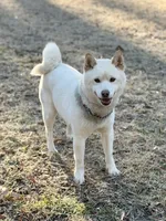 AKC Tundra, a male Shiba Inu for sale in Durham, NC – Photo 1 of 4