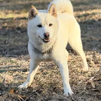 AKC Tundra, a male Shiba Inu for sale in Durham, NC – Photo 3 of 4