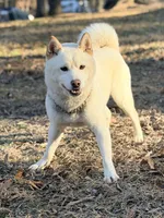 AKC Tundra, a male Shiba Inu for sale in Durham, NC – Photo 3 of 4
