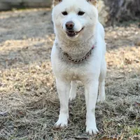 AKC Tundra, a male Shiba Inu for sale in Durham, NC – Photo 4 of 4