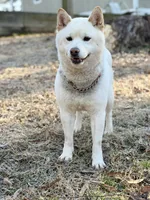 AKC Tundra, a male Shiba Inu for sale in Durham, NC – Photo 4 of 4