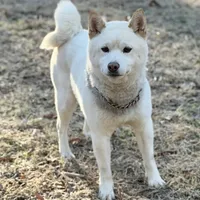 AKC Tundra, a male Shiba Inu for sale in Durham, NC – Photo 2 of 4