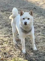 AKC Tundra, a male Shiba Inu for sale in Durham, NC – Photo 2 of 4