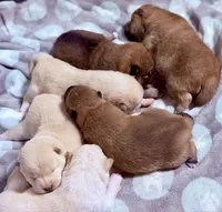 Foxy’s cream female , a female Shiba Inu for sale in Durham, NC – 8 of 10