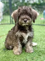 Trained Thalia, a female Schnoodle for sale in Durham, NC – 3 of 4