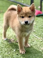 AKC petite red male, a male Shiba Inu for sale in Durham, NC – 3 of 9