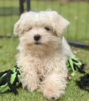 Trained Hermes, a male Maltese for sale in Durham, NC – 2 of 3