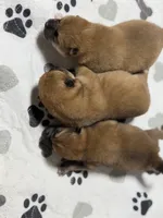 AKC petite red male, a male Shiba Inu for sale in Durham, NC – 7 of 9