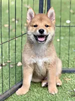 AKC petite red male, a male Shiba Inu for sale in Durham, NC – 2 of 9