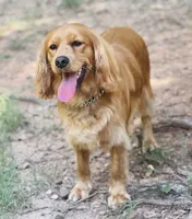 processed/c4b465fa-7184-4209-aec8-380f2bc9ac6a/listing/972ef3a4-0ddd-40b7-808d-34c92c40eeeb/252a2ccb-c251-4997-8120-8e7e0d542e82