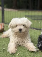 Trained Hermes, a male Maltese for sale in Durham, NC – 3 of 3