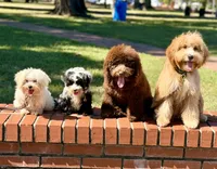 Trained Grover, a male Cockapoo for sale in Durham, NC – 3 of 5