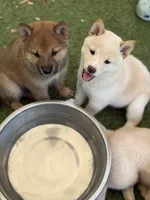 Foxy’s cream female , a female Shiba Inu for sale in Durham, NC – 2 of 10