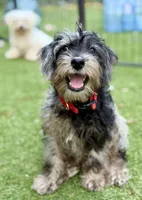 Trained Luke, a male Schnoodle for sale in Durham, NC – 2 of 5