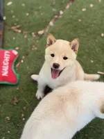 Foxy’s cream female , a female Shiba Inu for sale in Durham, NC – 6 of 10
