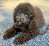 Trained Grover, a male Cockapoo for sale in Durham, NC – 5 of 5