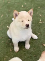 Foxy’s cream female , a female Shiba Inu for sale in Durham, NC – 3 of 10