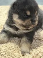 Katsumi’s black/tan male, a male Shiba Inu for sale in Durham, NC – 6 of 10