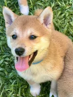 AKC Blue collar girl, a female Shiba Inu for sale in Durham, NC – Photo 4 of 8