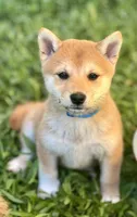 AKC Blue collar girl, a female Shiba Inu for sale in Durham, NC – Photo 2 of 8