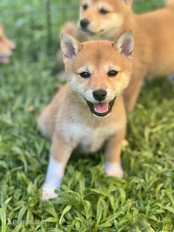AKC Blue collar girl, a female Shiba Inu for sale in Durham, NC – Photo 1 of 8