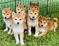 AKC Blue collar girl, a female Shiba Inu for sale in Durham, NC – Photo 8 of 8