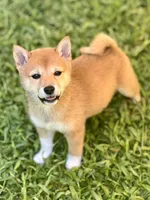 AKC Blue collar girl, a female Shiba Inu for sale in Durham, NC – Photo 3 of 8