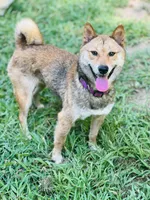 AKC Blue collar girl, a female Shiba Inu for sale in Durham, NC – Photo 7 of 8
