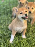 AKC Blue collar girl, a female Shiba Inu for sale in Durham, NC – Photo 5 of 8