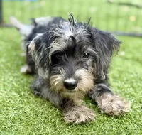 Trained Luke, a male Schnoodle for sale in Durham, NC – 5 of 5